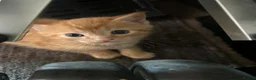 Mixed Breed cats for sale: Two beautiful male kittens ready to leave now! - Advert 4