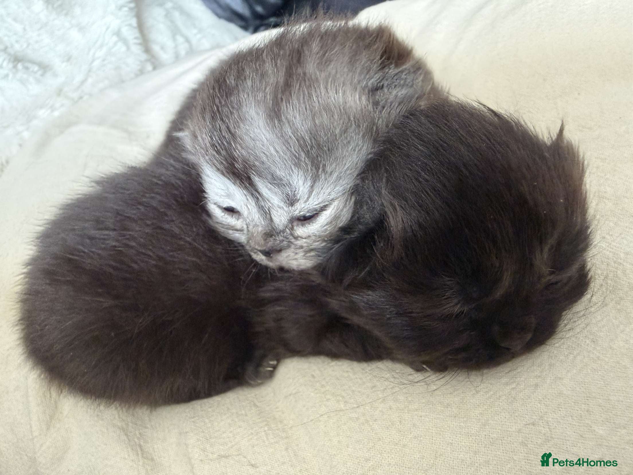 Persian cats Persian kittens for reserve🖤 - Advert 18