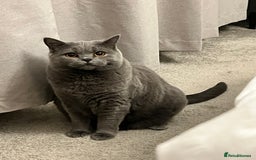 British Shorthair cats for sale: British shorthair female  - Image 4