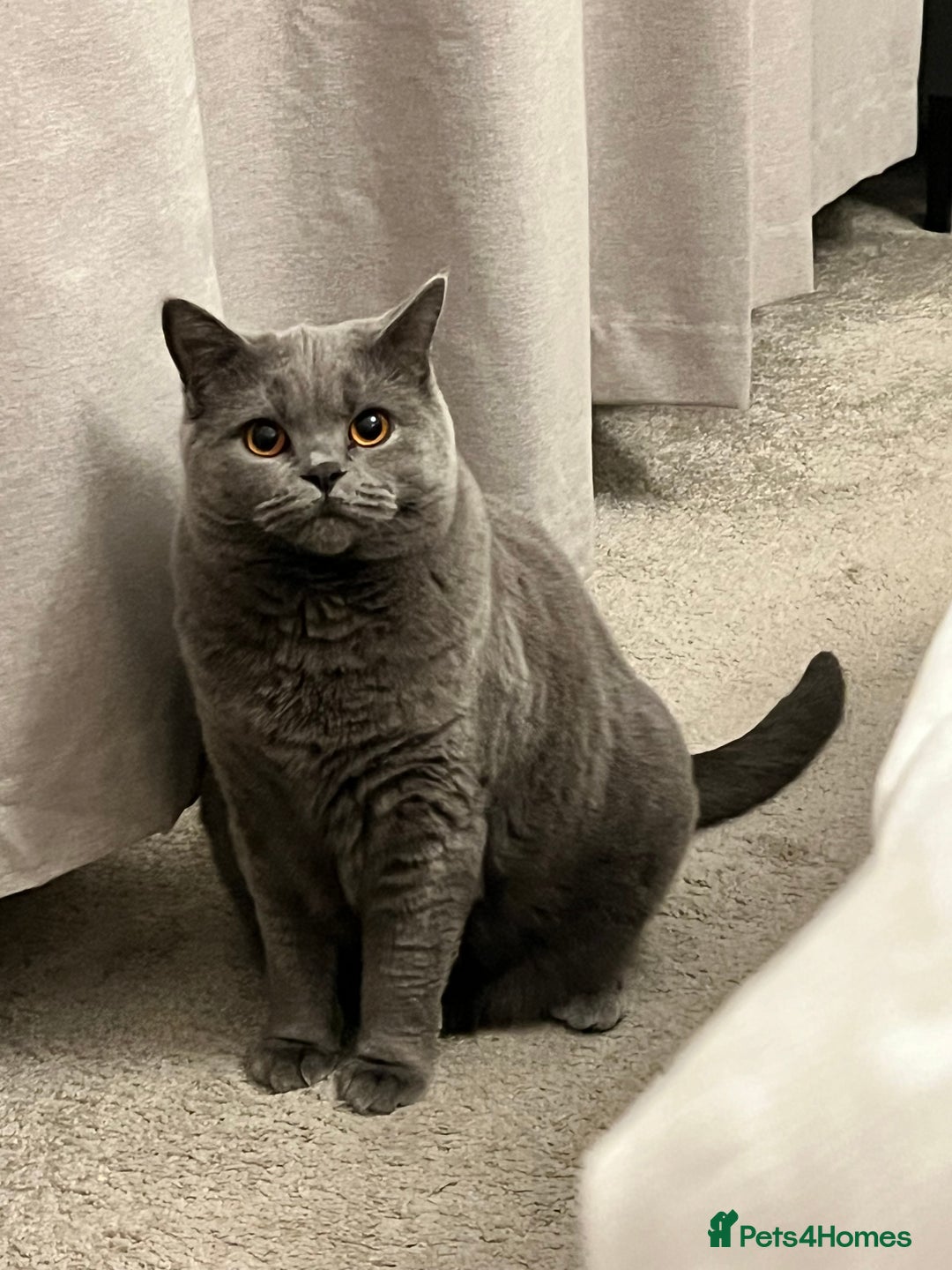 British Shorthair cats for sale: British shorthair female  - Image 4