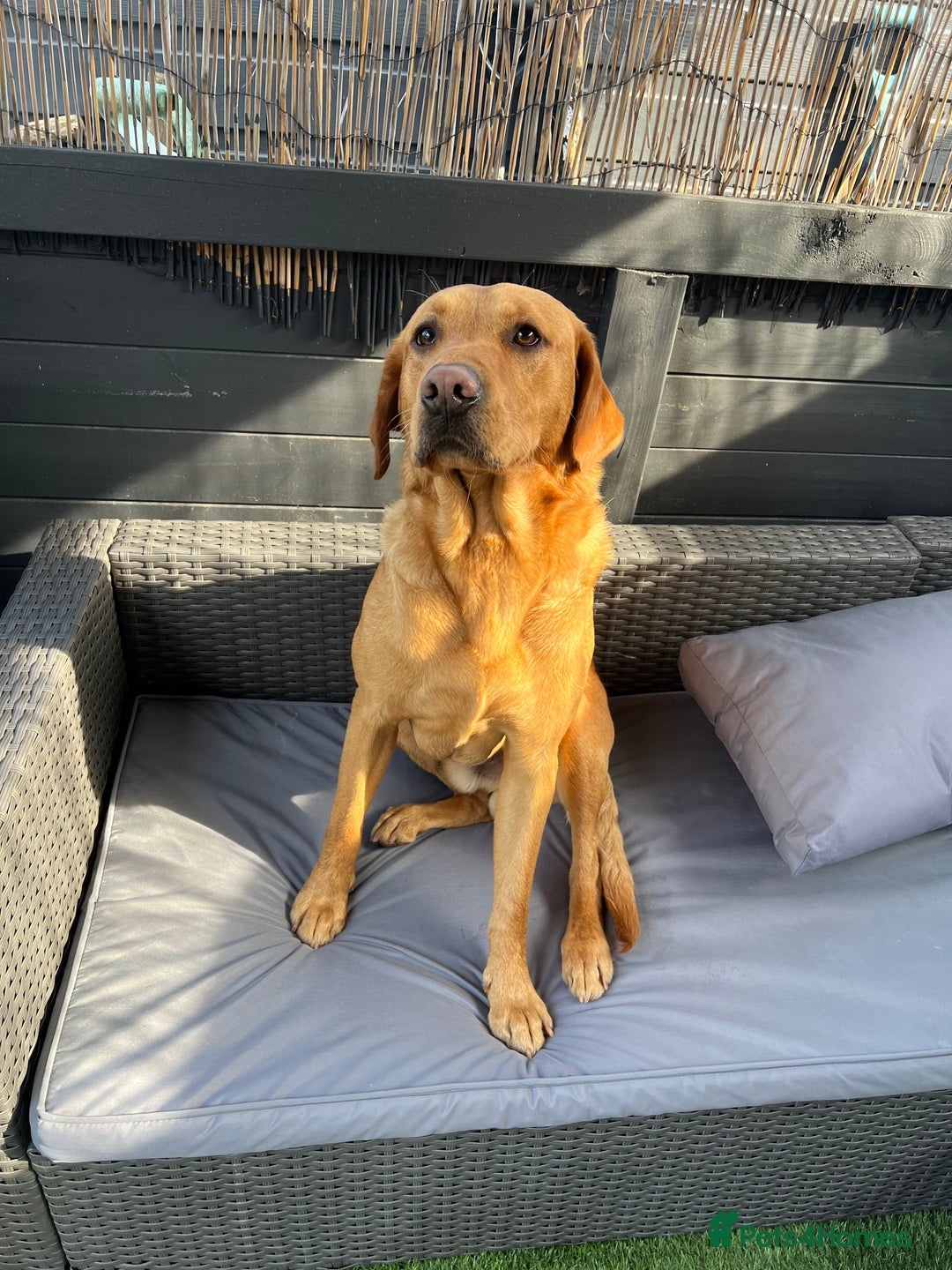 Labrador Retriever dogs for stud: Labrador retriever for stud  - Advert 6