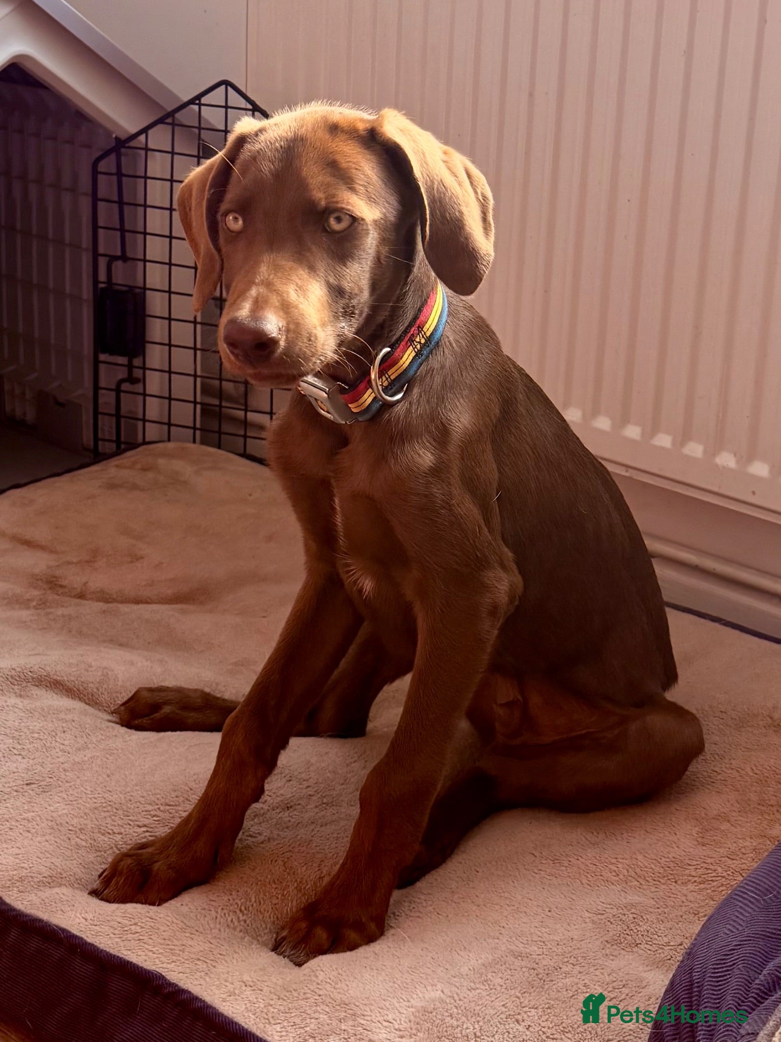 Mixed Breed dogs Waiting4🏡 15 weeks LOVING BOYS  - Advert 1