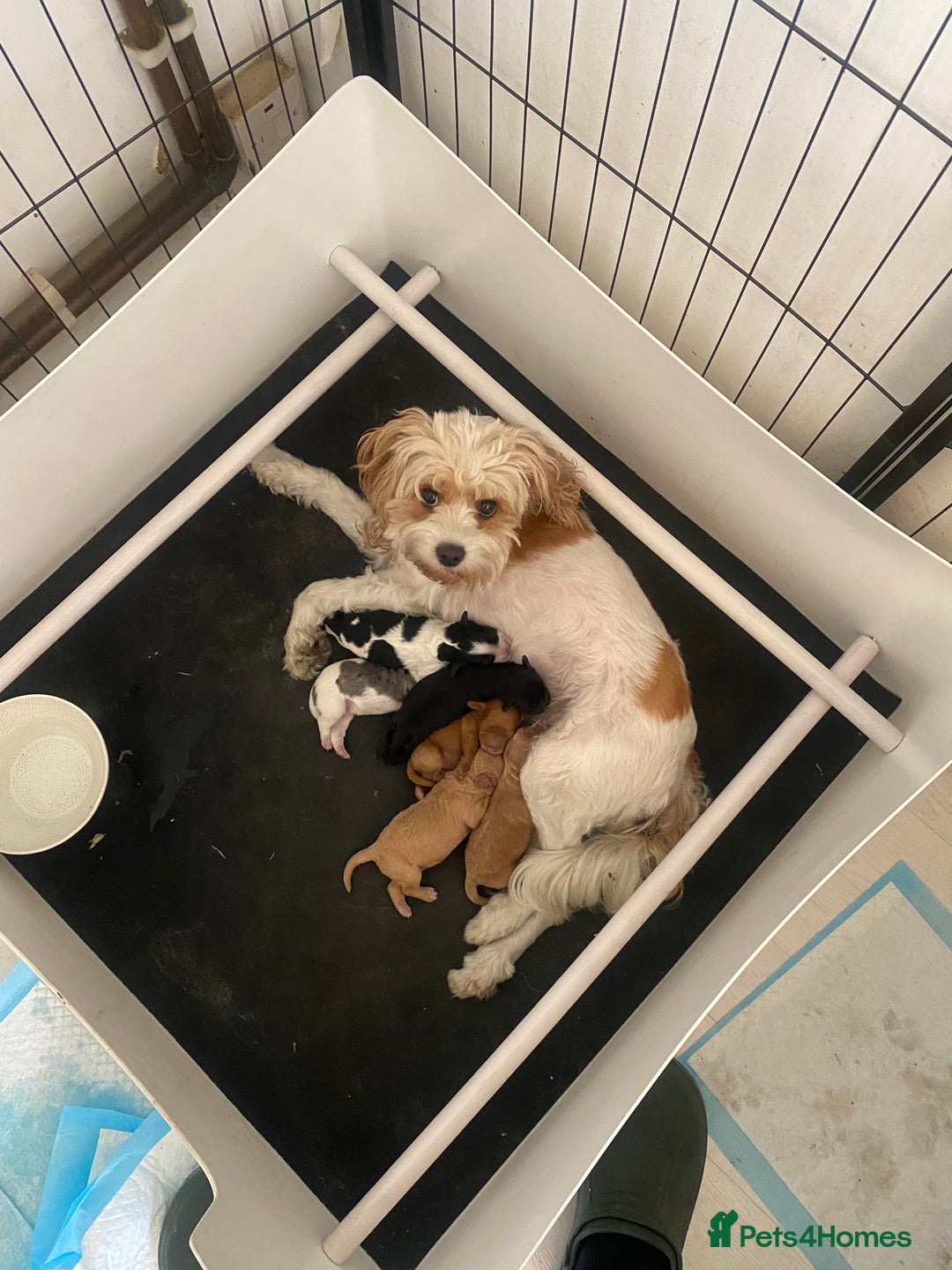 Cavapoo dogs for sale: Cavapoo Stud Dog Bi-Eyed Blue Merle DNA tested  - Image 2