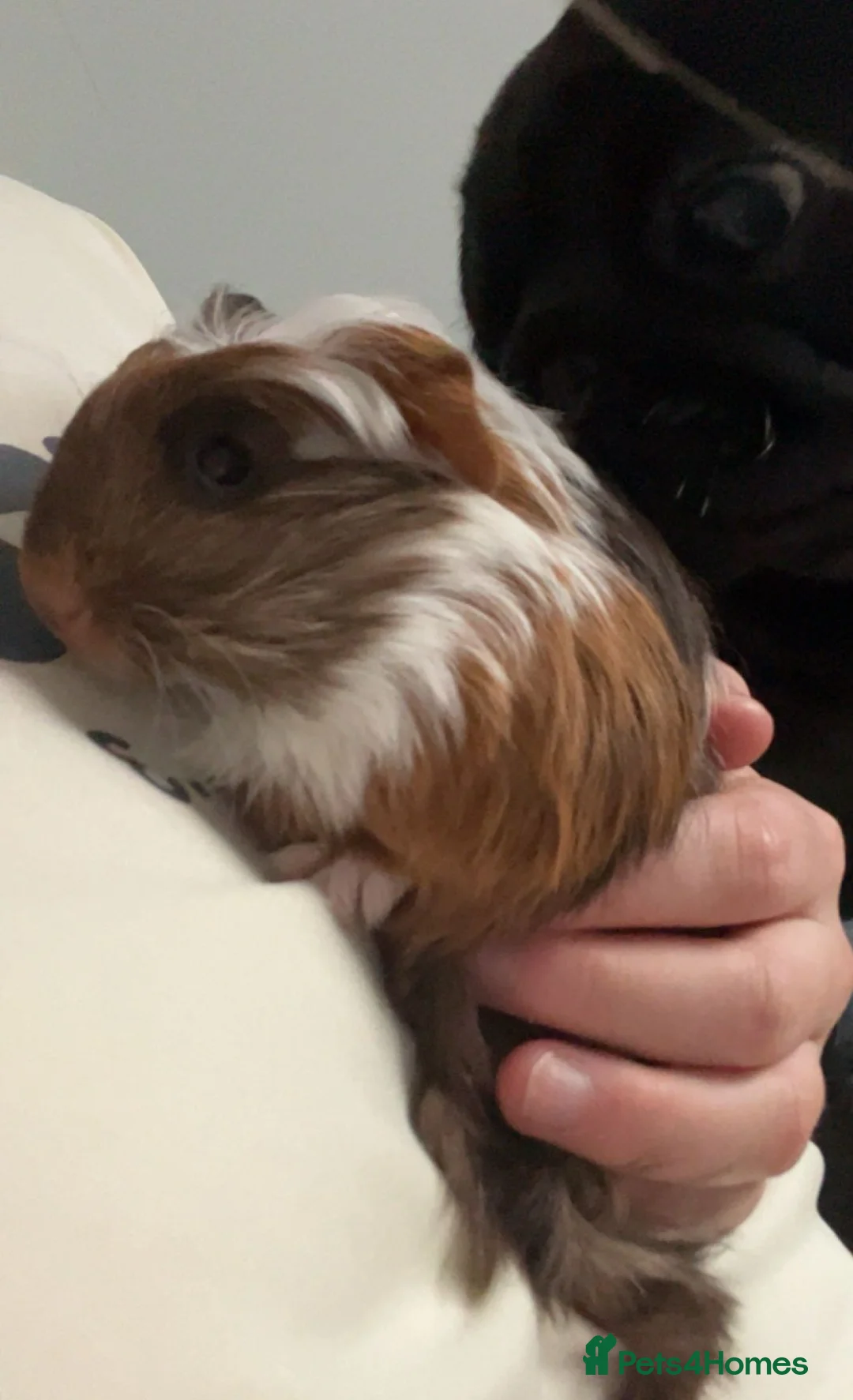 Guinea Pig rodents for sale: Bonded pair of boars and FULL SETUP  - Advert 3