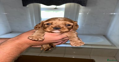 Cavalier King Charles Spaniel dogs - Advert 7