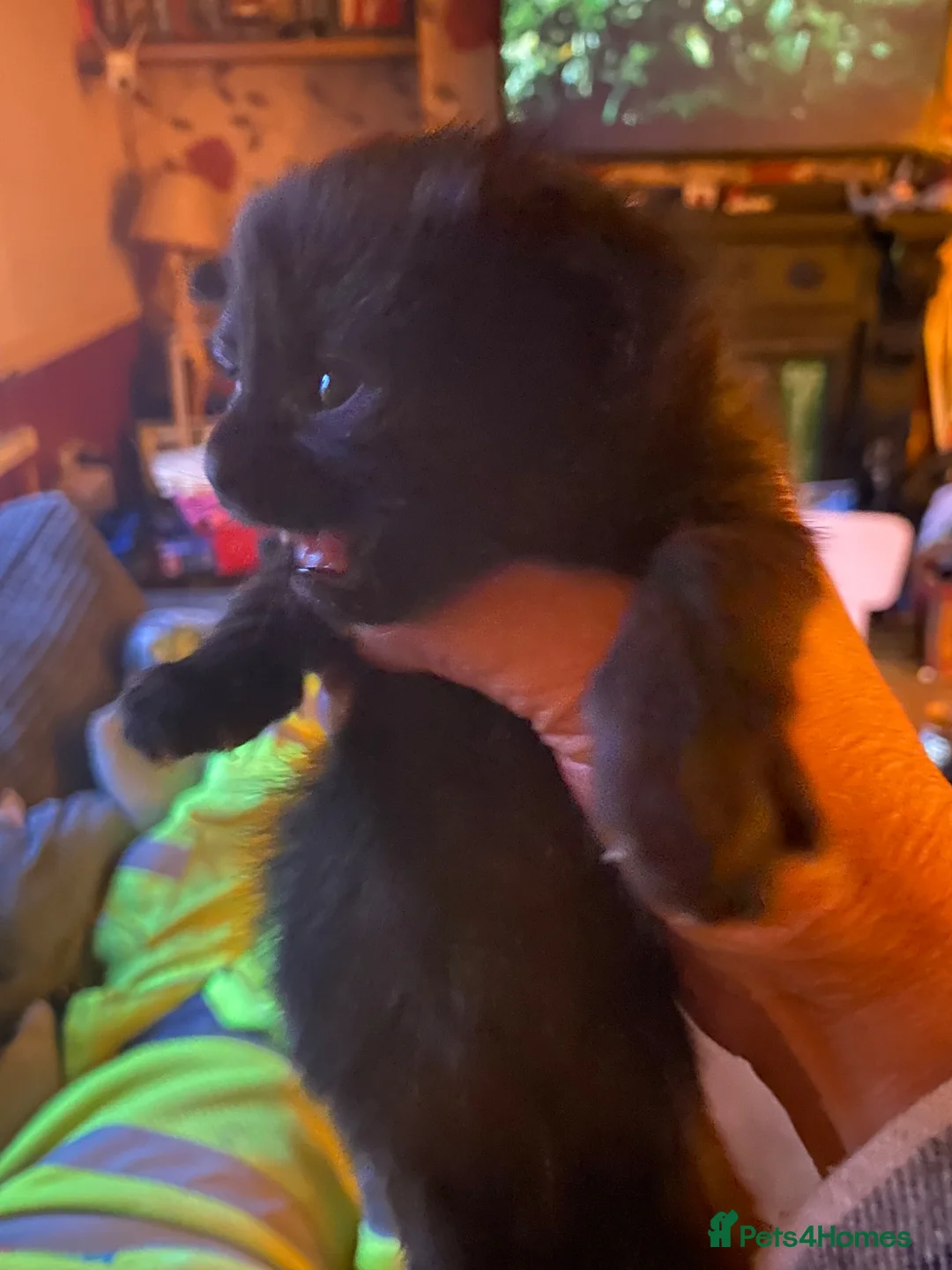 Mixed Breed cats for sale: Black and white female still available  - Advert 10