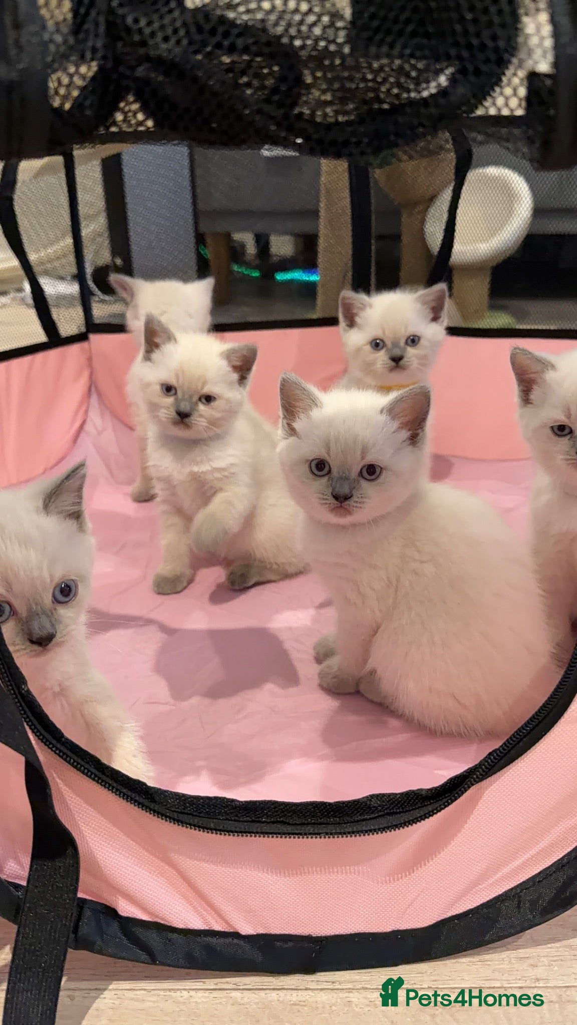 Mixed Breed cats Beautiful Ragdoll x British Shorthair Kittens - Advert 3