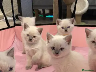 Mixed Breed cats Beautiful Ragdoll x British Shorthair Kittens - Advert 3