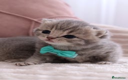 British Shorthair cats for sale: 🎄 British Shorthair - Ready 21 December - Image 11