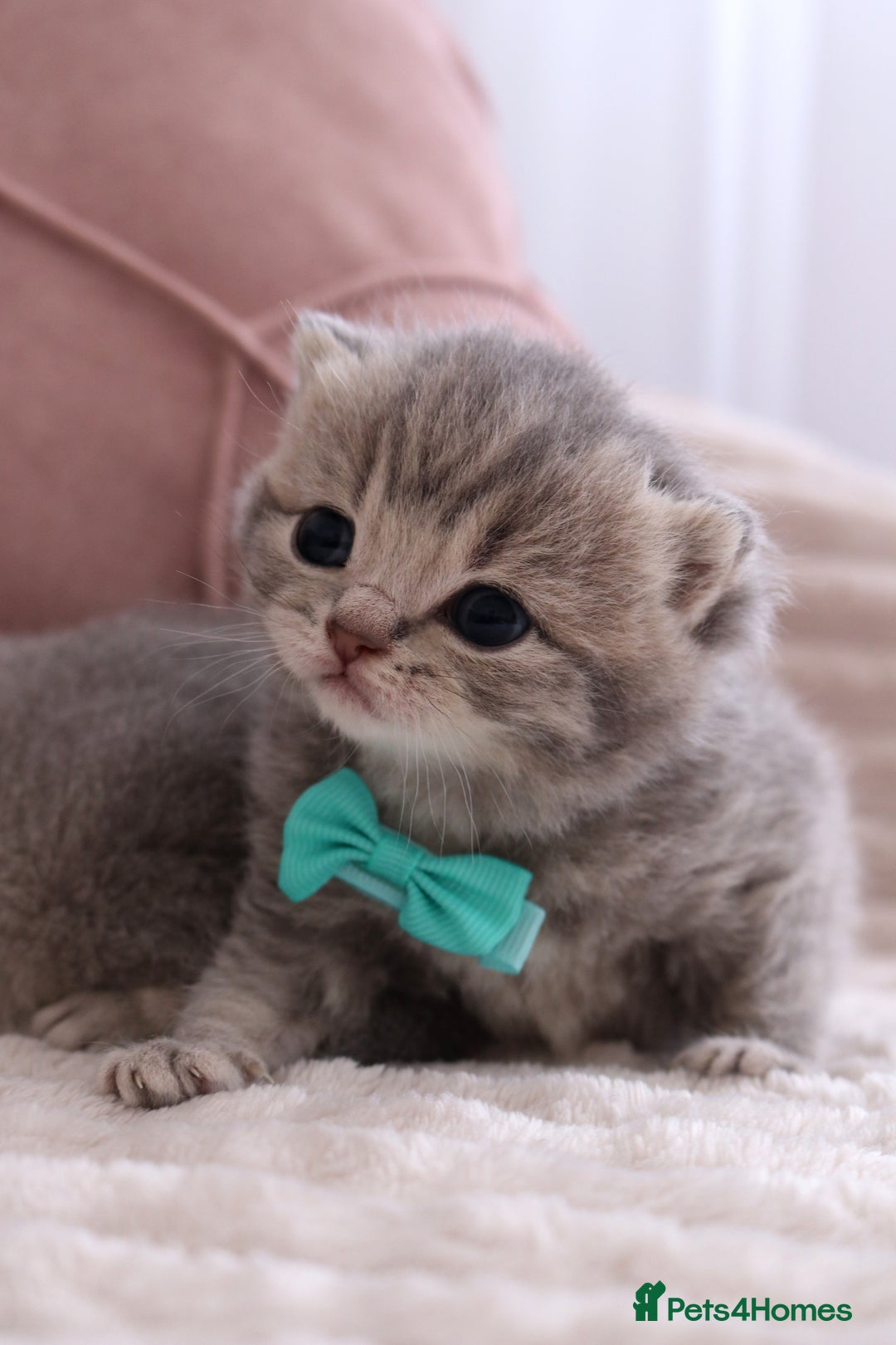 British Shorthair cats for sale: 🎄 British Shorthair - Ready 21 December - Image 11