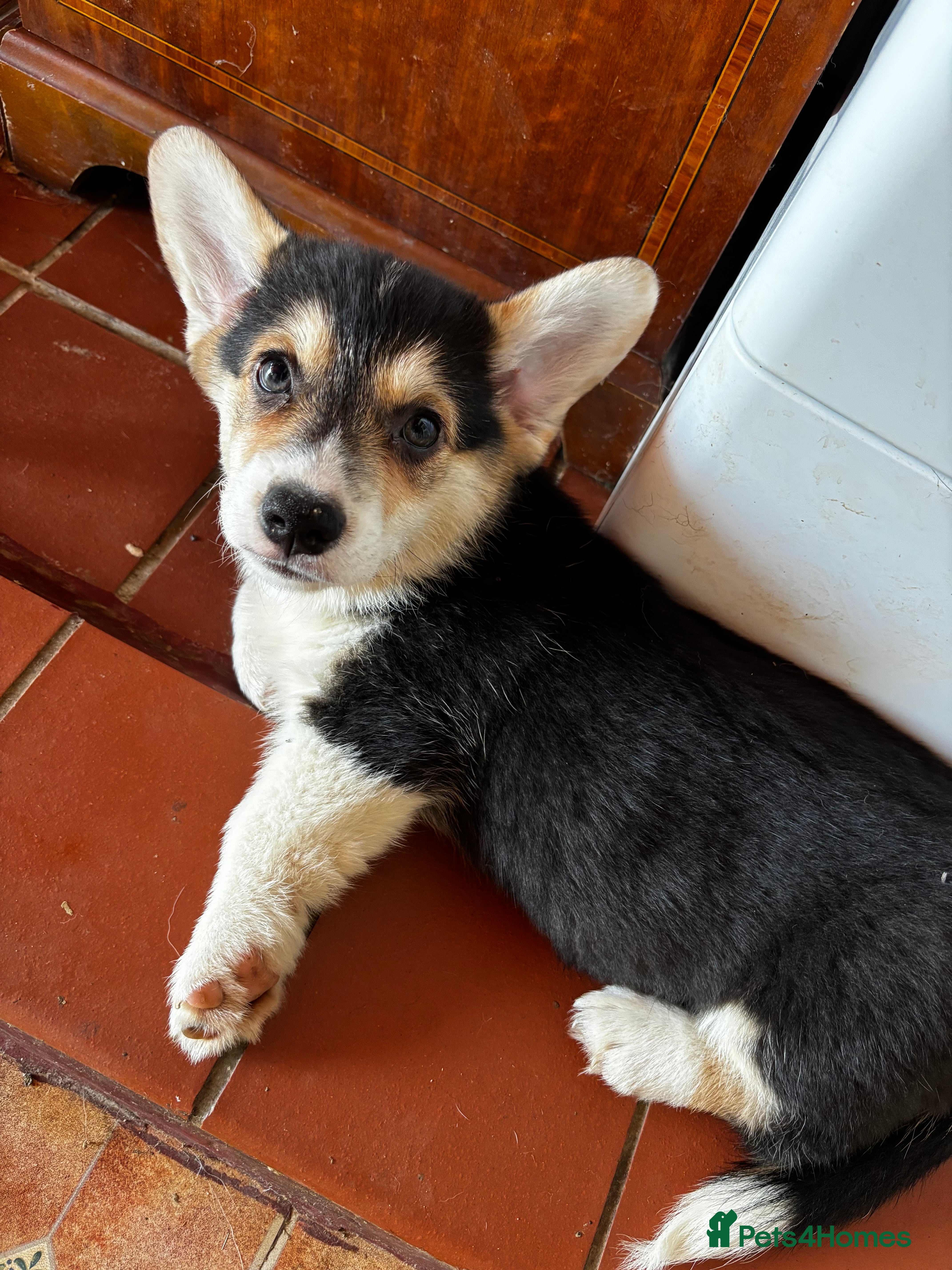 Welsh Corgi Pembroke dogs KC Registered Pembroke Welsh Corgi Puppies - Advert 1