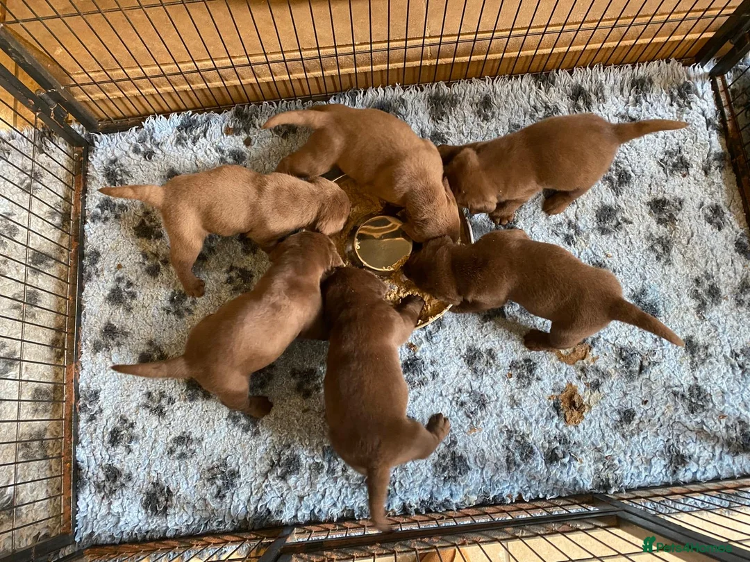 Labrador Retriever dogs for sale: Quality Chocolate Labrador Pups, KC Reg. Ready 7/3 - Advert 8