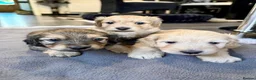 Doxiepoo dogs for sale: (REDUCED) Three Stunning Daxi Poo Puppies in Par - Advert 13