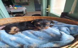 Yorkshire Terrier dogs for sale: Yorkshire terrier pups for sale - Image 10
