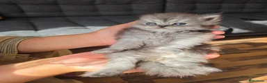 Persian 4