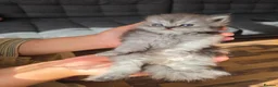 Persian cats for sale: Stunning Persian Kittens 🥰 in Romford - Advert 3