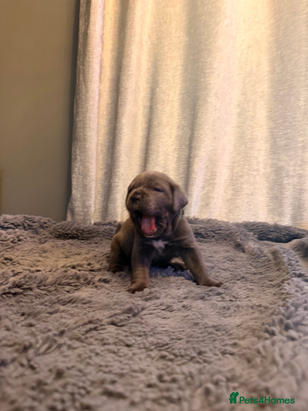 Cane Corso dogs for sale: Exceptional, Champion Bloodline Cane Corso Puppies - Advert 27