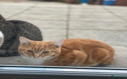 European cats for sale: Male cat - Image 2