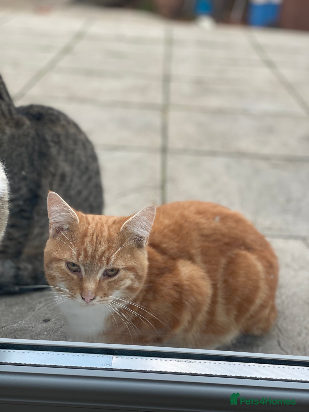 European cats for sale: Male cat - Image 2