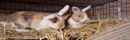 Mini Lop rabbits for sale: Gorgeous, friendly, ginger mini lop boys ready now - Advert 15