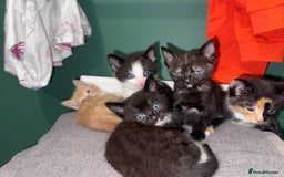 Mixed Breed cats for sale: Sweet kittens 😻 - Image 11