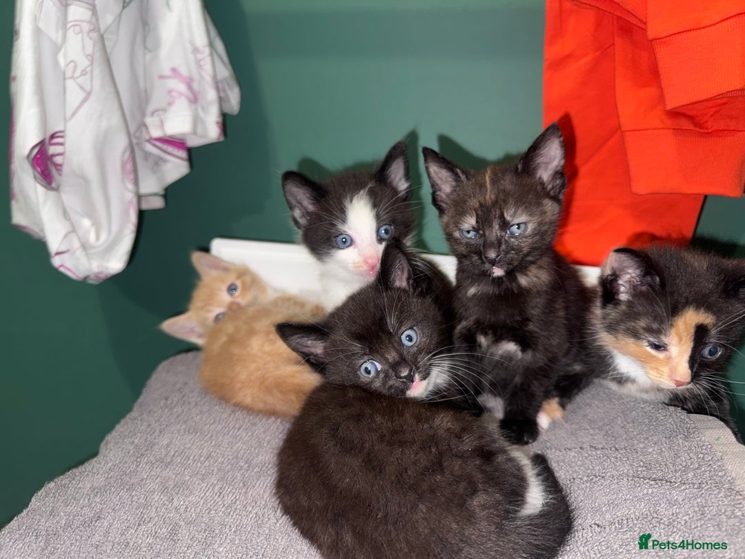 Mixed Breed cats for sale: Sweet kittens 😻 - Image 11
