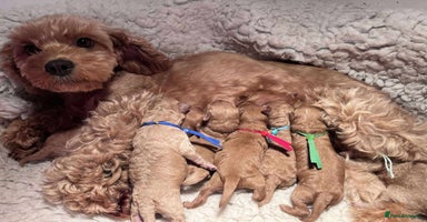 Cavapoo dogs - Advert 3