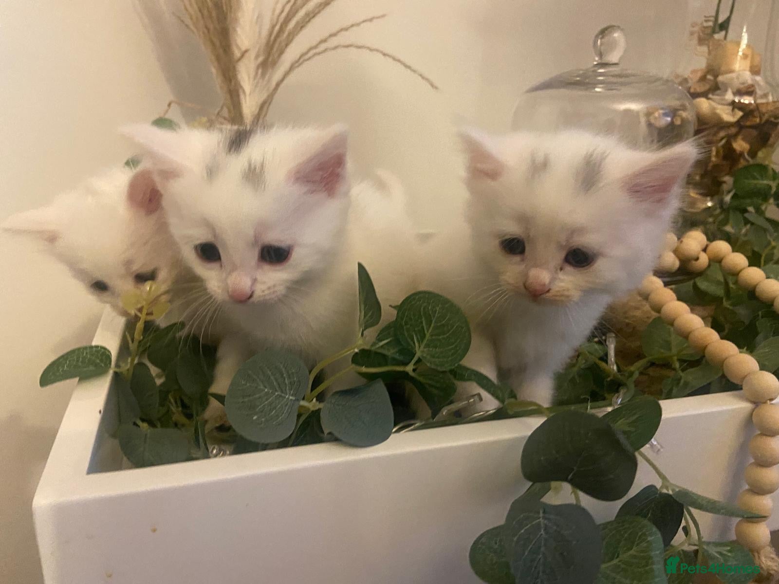 Turkish Angora cats 🐾 Two adorable kittens looking for a forever home - Advert 3