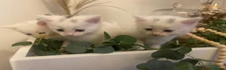 Turkish Angora cats for sale: 🐾 Two adorable kittens looking for a forever home in Hemel Hempstead - Advert 1