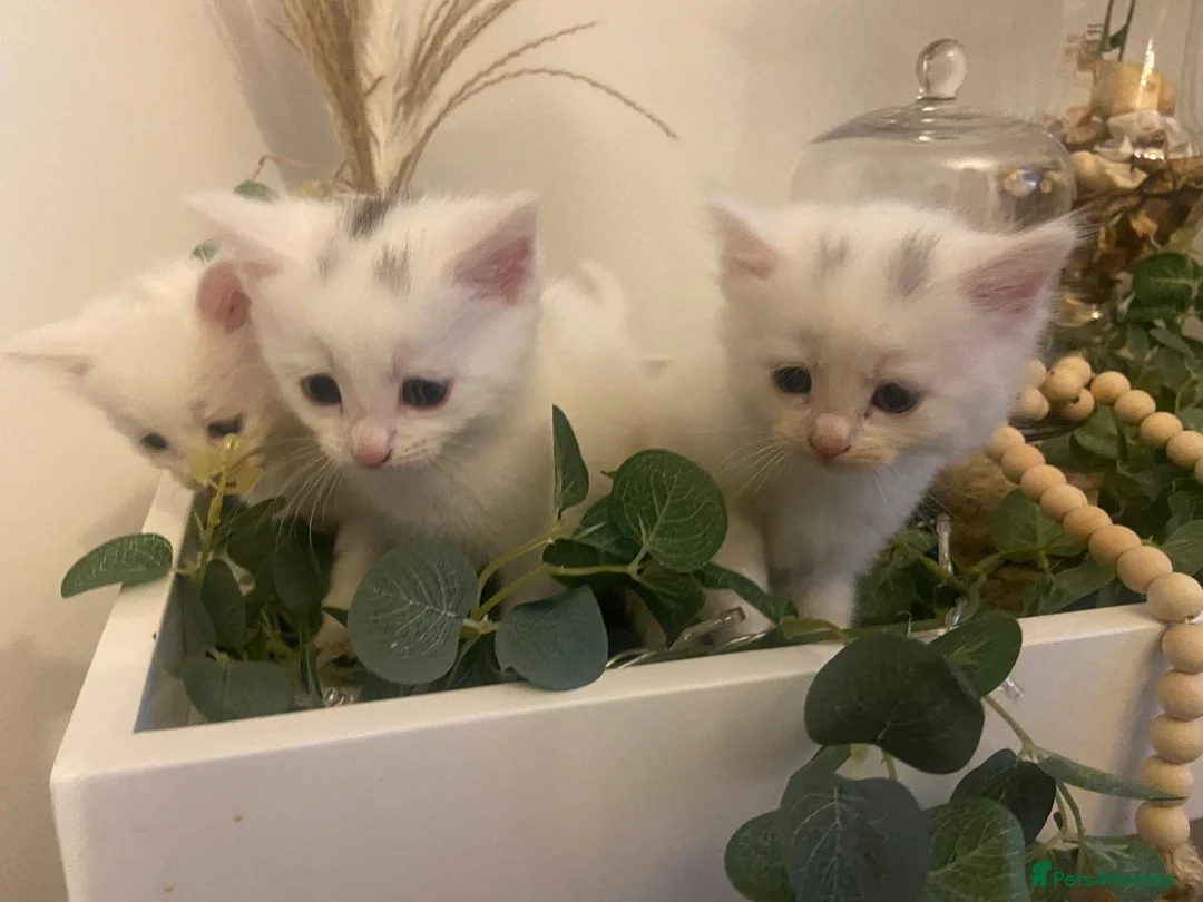 Turkish Angora cats for sale: 🐾 Two adorable kittens looking for a forever home in Hemel Hempstead - Advert 1