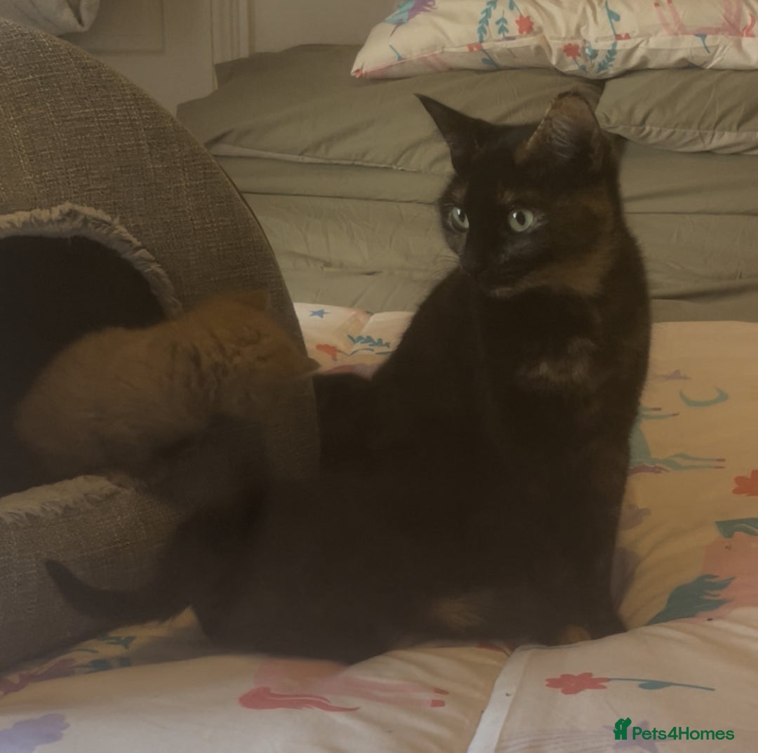 Mixed Breed cats for sale: Gorgeous fluffy kittens - Advert 1