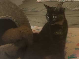 Mixed Breed cats Gorgeous fluffy kittens - Advert 1