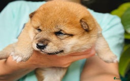 Japanese Shiba Inu dogs for sale: KC reg Japanese Shiba Inu puppies  - Image 17