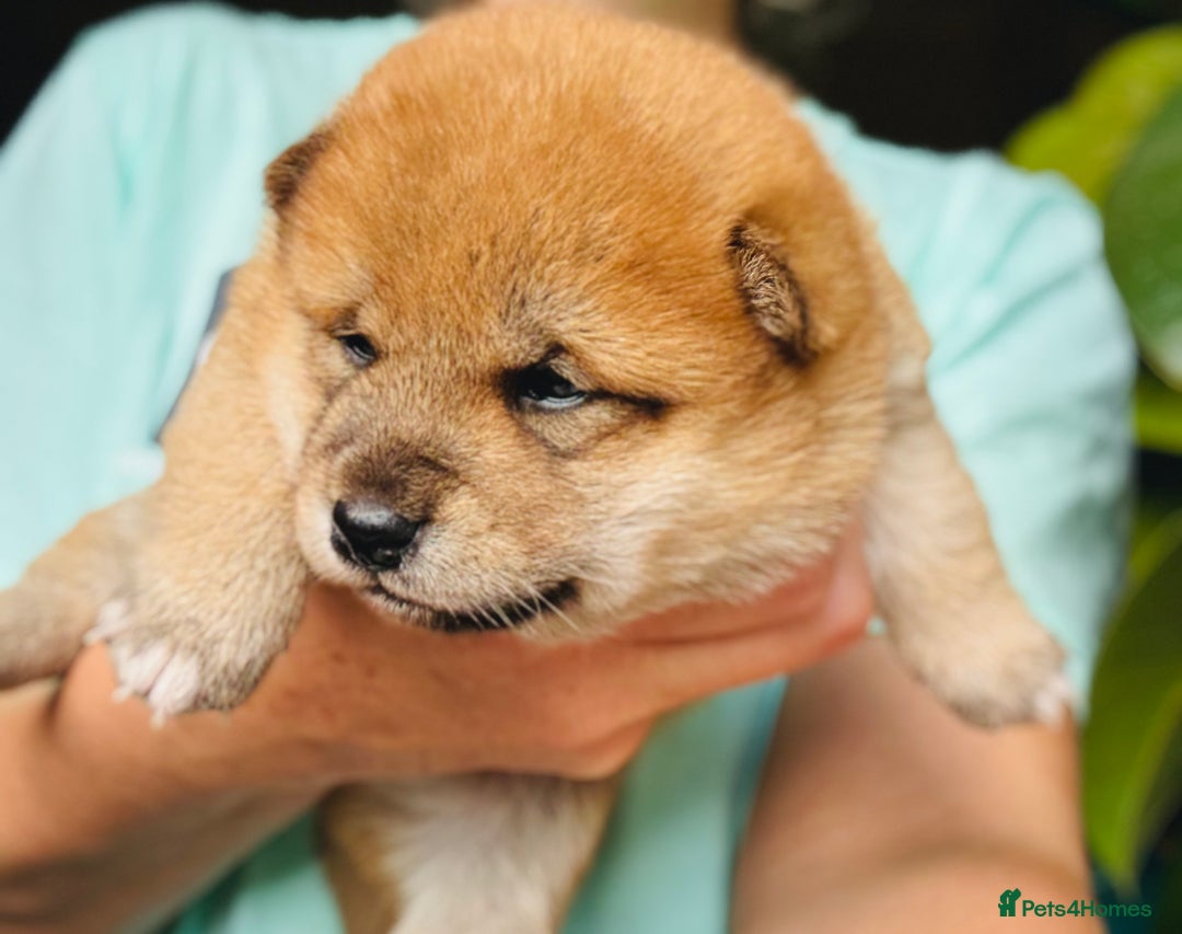 Japanese Shiba Inu dogs for sale: KC reg Japanese Shiba Inu puppies  - Image 17