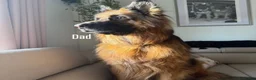 German Shepherd dogs for sale: 2 long-haired German Shepherd puppies for sale in Haverhill - Advert 9