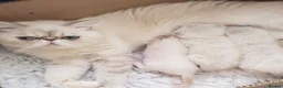 Exotic cats for sale: Colour Point Exotic Males - Advert 1