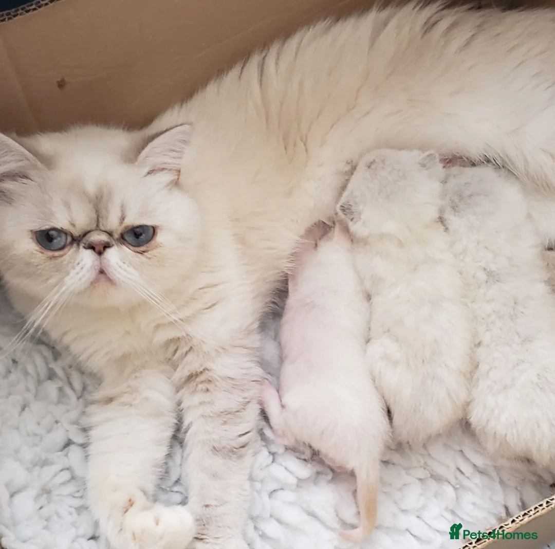 Exotic cats for sale: Colour Point Exotic Males - Advert 1