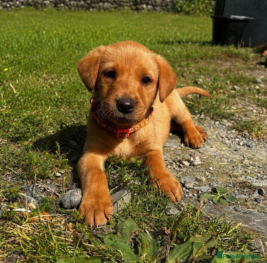 Labrador Retriever dogs 6 male Fox Red Labrador Puppies  - Advert 2