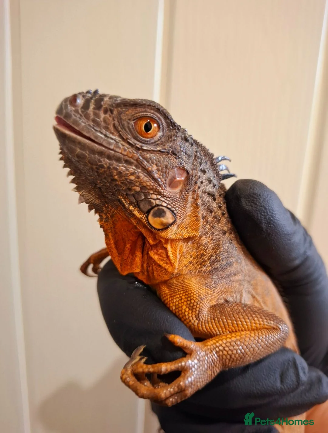 Iguana reptiles for sale: Baby green iguanas  - Advert 3