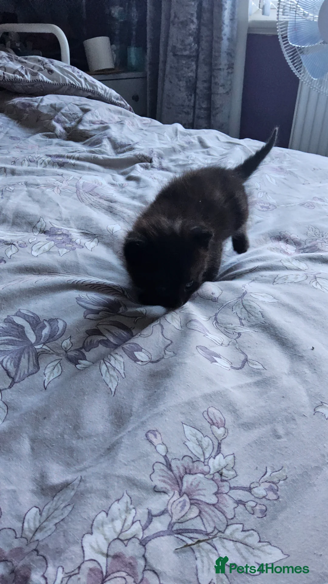 Mixed Breed cats for sale: Kitten green - Advert 16