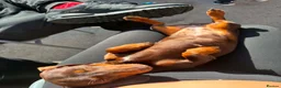 Miniature Dachshund dogs for sale: Choc tan miniature dachshund  - Advert 4