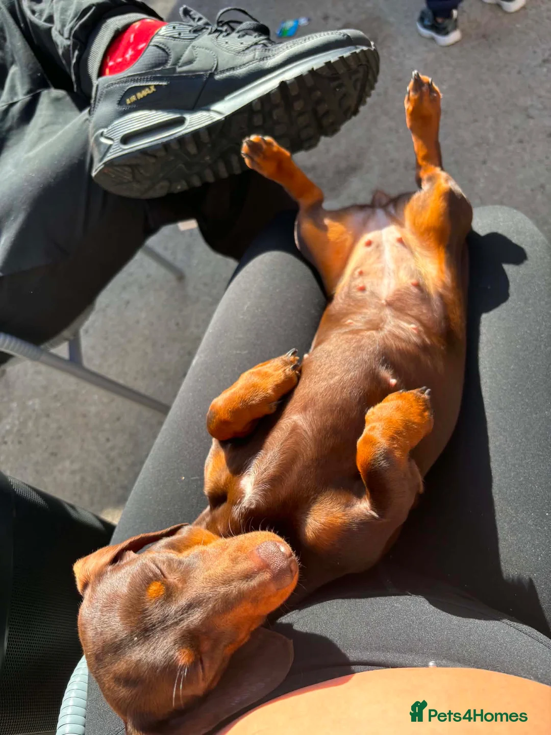 Miniature Dachshund dogs for sale: Choc tan miniature dachshund  - Advert 4