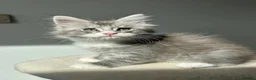 Maine Coon cats for sale: Only 1BOY remaining Maine Coon Kittens  - Advert 3