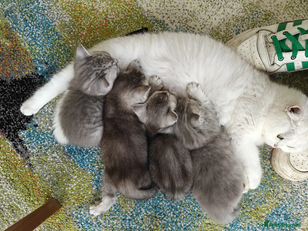 British Longhair cats for sale: Stunning litter of BSH with one BLH - Advert 1