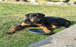 Rottweiler dogs for sale: Rottweiler puppies  - Image 29
