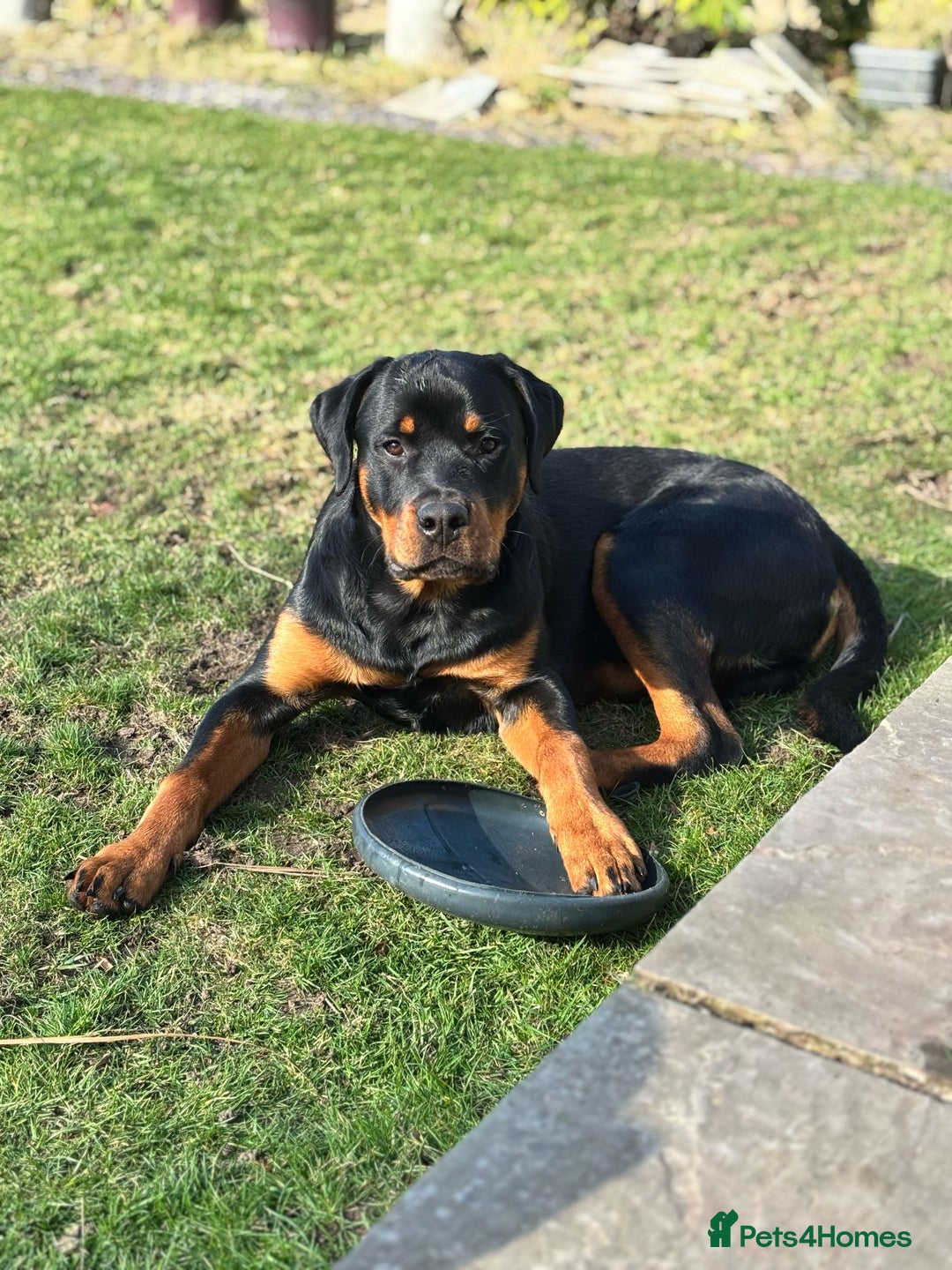 Rottweiler dogs for sale: Rottweiler puppies  - Image 29