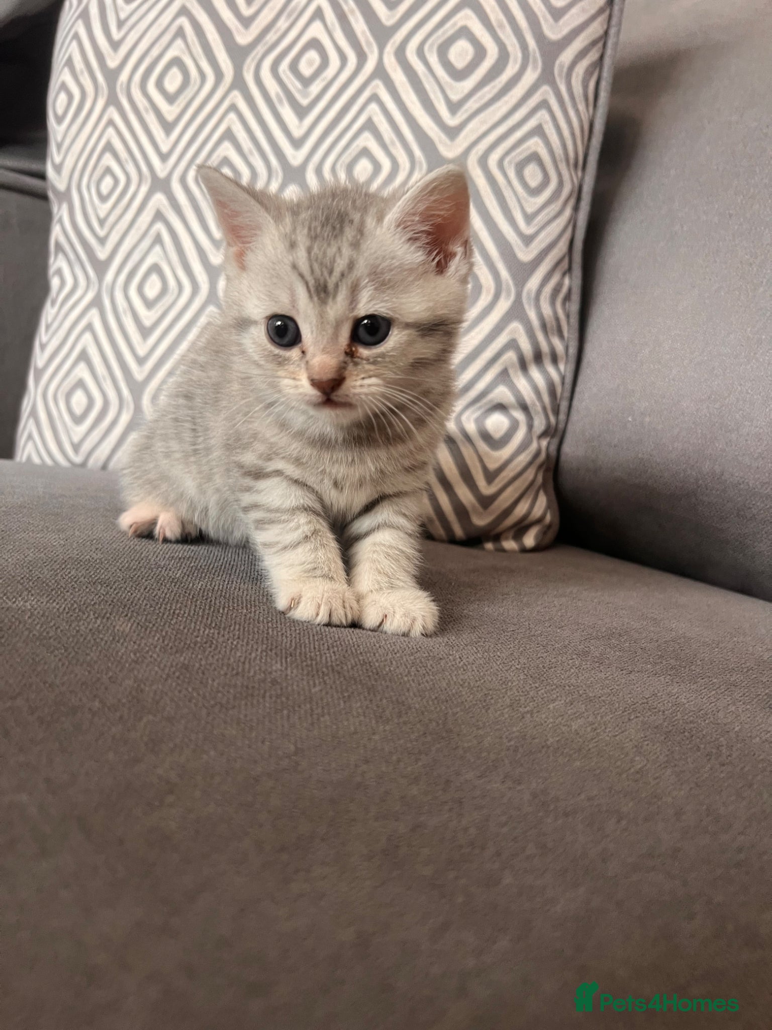 Scottish Fold cats for sale: Scottish and brittish kittens in Wigston - Advert 23