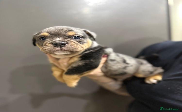 English Bulldog dogs 11 wonderful healthy happy bulldog babies  - Advert 10