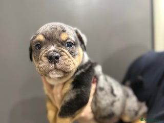 English Bulldog dogs 11 wonderful healthy happy bulldog babies - Advert 8