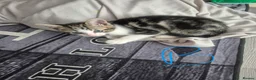 Mixed Breed cats for sale: Kittens - Advert 4